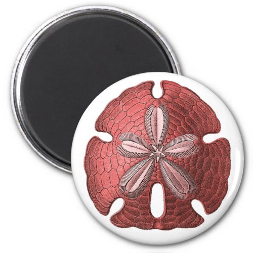 Red Sand Dollar Magnet