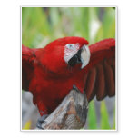 Red Scarlet Macaw Temporary Tattoos