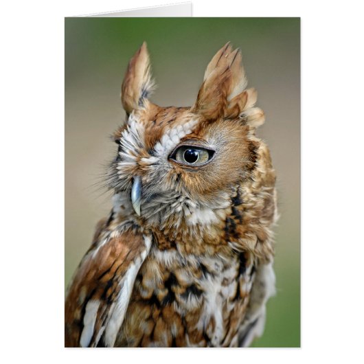 Red Screech Owl Cards (Front)