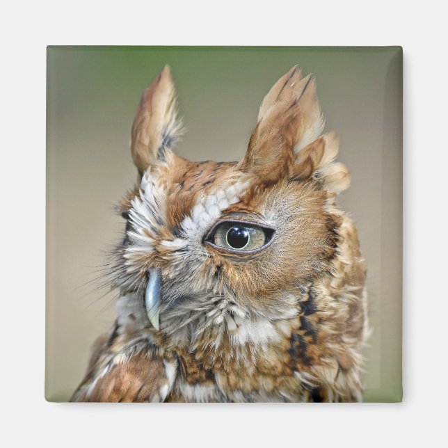 Red Screech Owl Magnet (Front)
