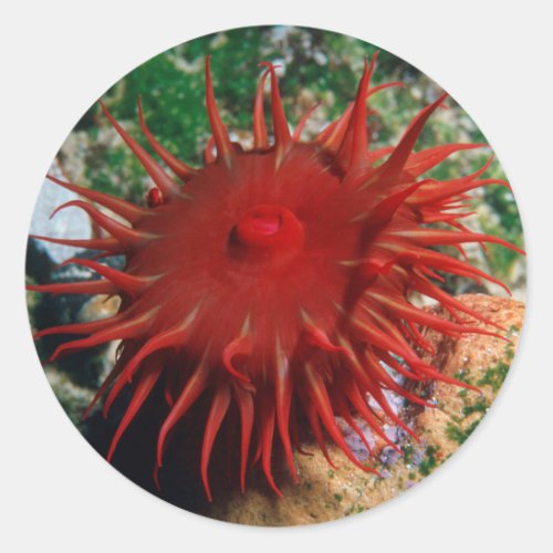 Red Sea Anemone In Pool Classic Round Sticker