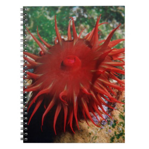 Red Sea Anemone In Pool Notebook