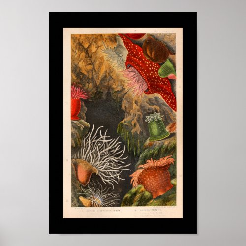 Red Sea Anemone Vintage Illustration Print