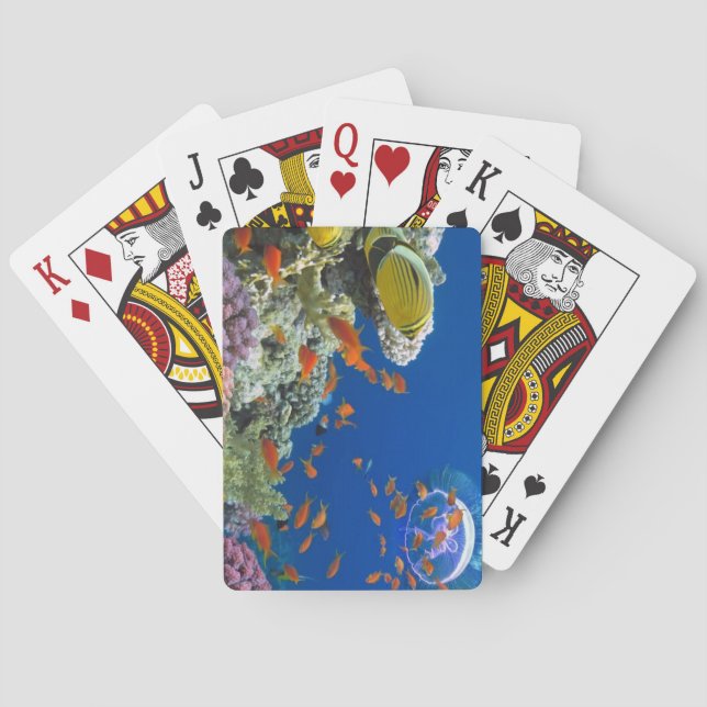 Red Sea Coral Reef, Egypt Poker Cards (Back)