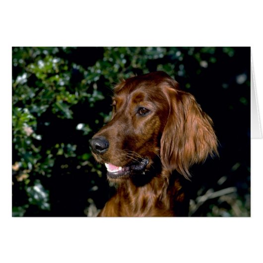 Red Setter Cards (Front Horizontal)