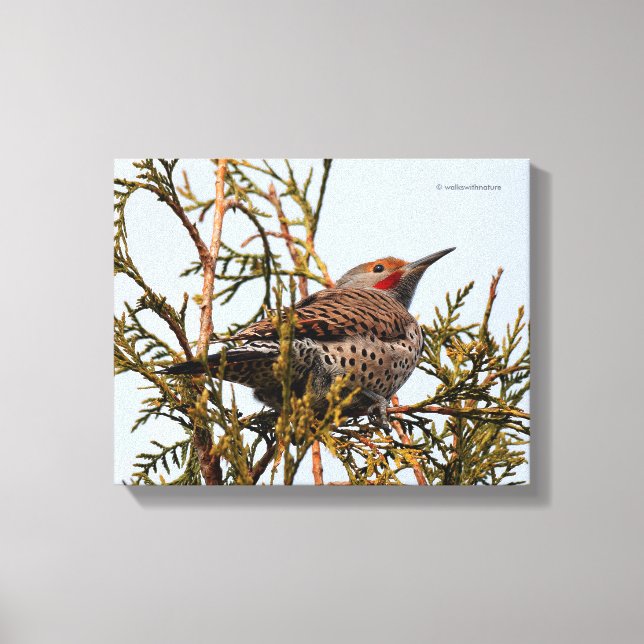 Red-Shafted Northern Flicker in a Tree Canvas Print (Front)