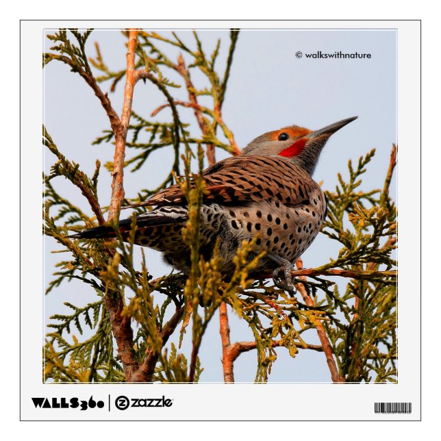 Red-Shafted Northern Flicker in a Tree Wall Sticker (Front)