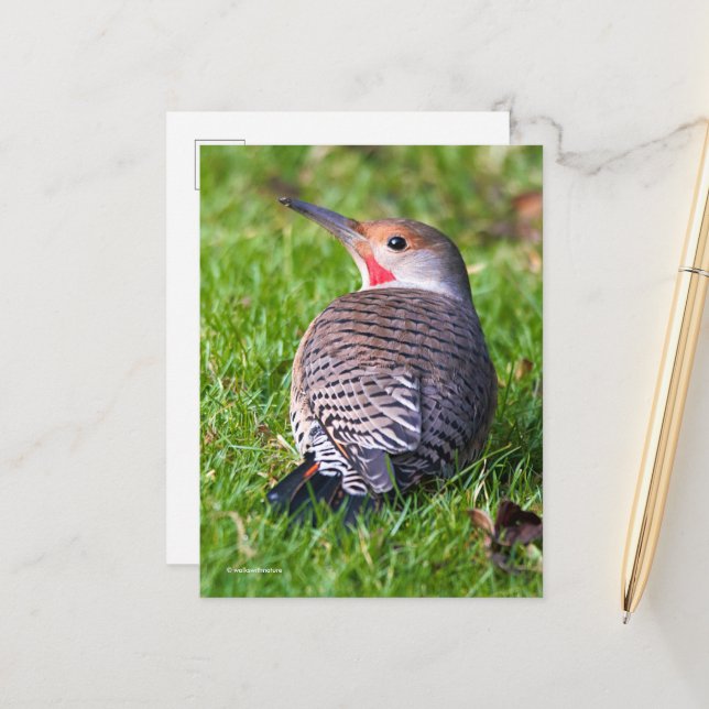 Red-Shafted Northern Flicker Woodpecker on Lawn Postcard (Front/Back In Situ)