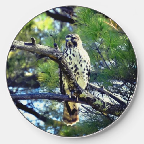 Red Shoulder Hawk perched in tree Wireless Charger