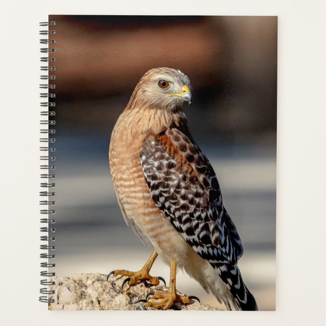 Red-Shouldered Hawk 2026 Planner | Florida Wild (Front)