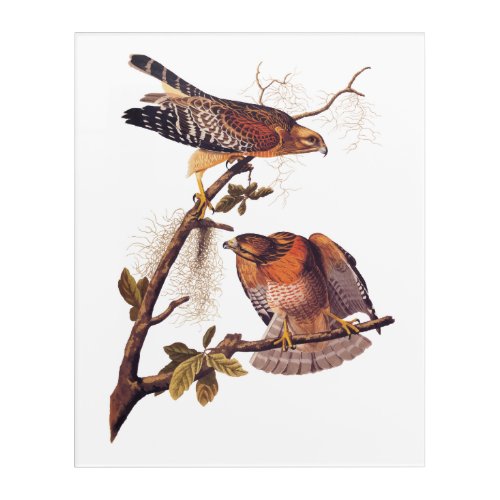 Red Shouldered Hawk Audubon Bird of Prey Acrylic Print