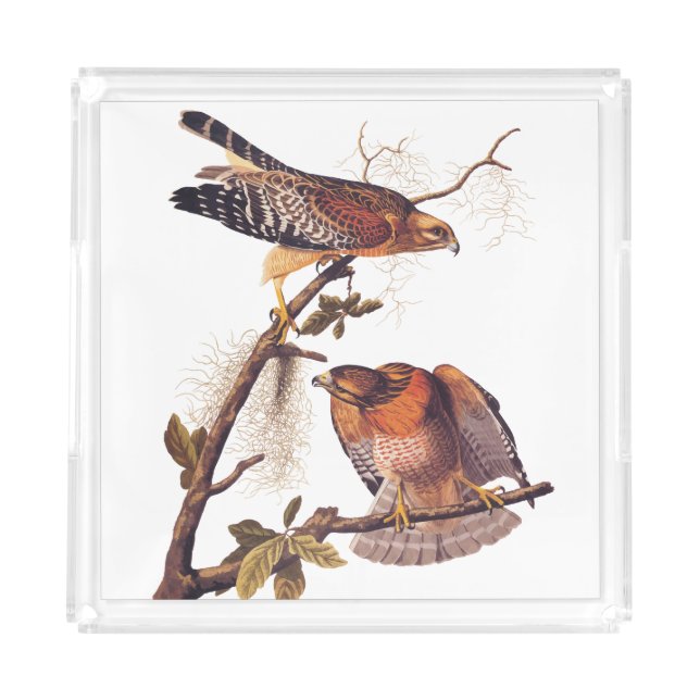 Red Shouldered Hawk Audubon Bird of Prey Acrylic Tray (Front)