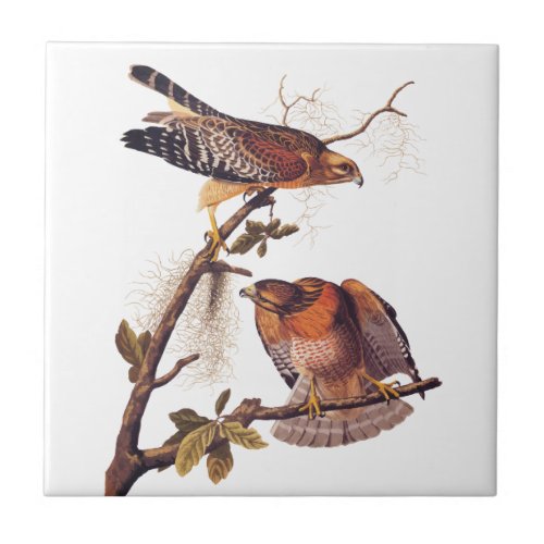 Red Shouldered Hawk Audubon Bird of Prey Ceramic Tile