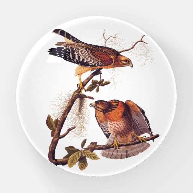 Red Shouldered Hawk Audubon Bird of Prey Paperweight (Front)