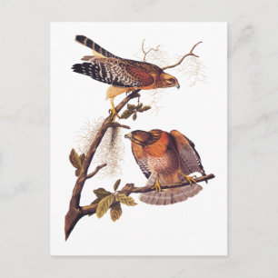 Red Shouldered Hawk Audubon Bird of Prey Postcard