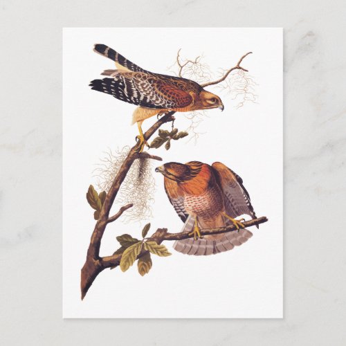 Red Shouldered Hawk Audubon Bird of Prey Postcard
