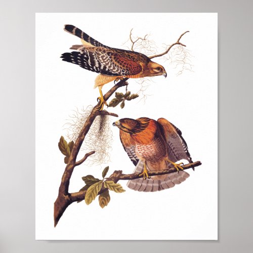 Red Shouldered Hawk Audubon Bird of Prey Poster