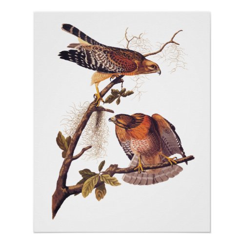 Red Shouldered Hawk Audubon Bird of Prey Poster