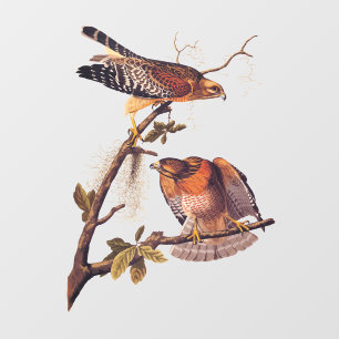 Red Shouldered Hawk Audubon Bird of Prey Window Cling