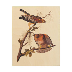 Red Shouldered Hawk Audubon Bird of Prey Wood Wall Art