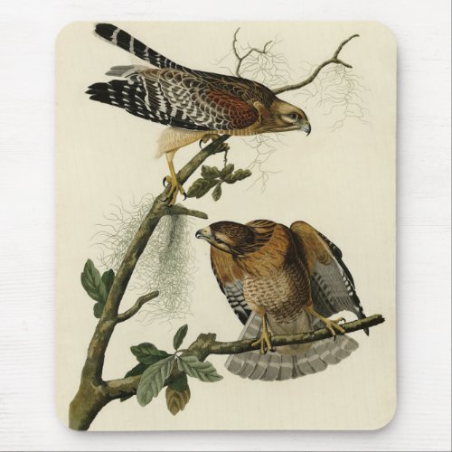 Red_shouldered Hawk _ Audubons Birds of America Mouse Pad