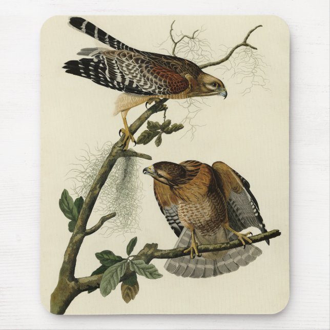 Red-shouldered Hawk - Audubon's Birds of America Mouse Pad (Front)