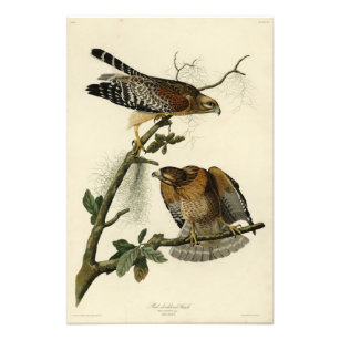 Red-shouldered Hawk - Audubon's Birds of America Photo Print