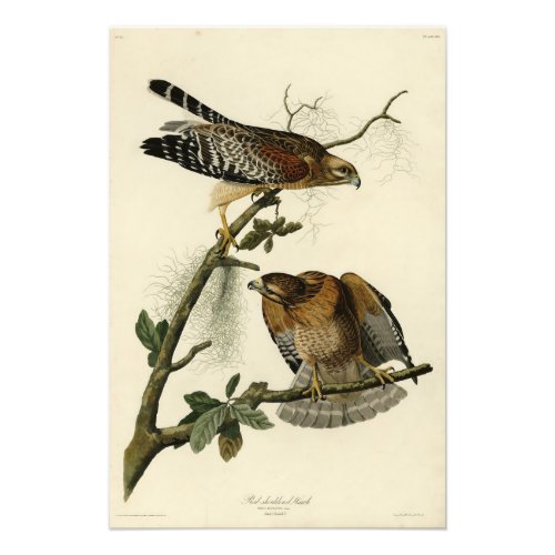 Red_shouldered Hawk _ Audubons Birds of America Photo Print