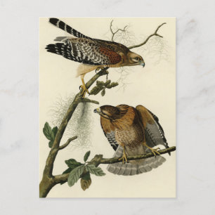 Red-shouldered Hawk - Audubon's Birds of America Postcard