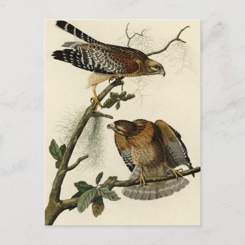 Red_shouldered Hawk _ Audubons Birds of America Postcard