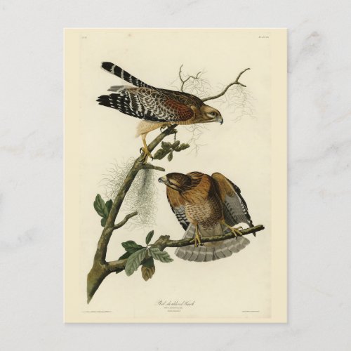 Red_shouldered Hawk _ Audubons Birds of America Postcard