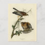 Red-shouldered Hawk - Audubon's Birds of America Postcard