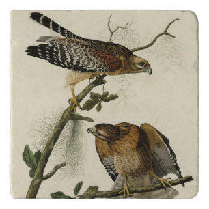 Red-shouldered Hawk - Audubon's Birds of America Trivet