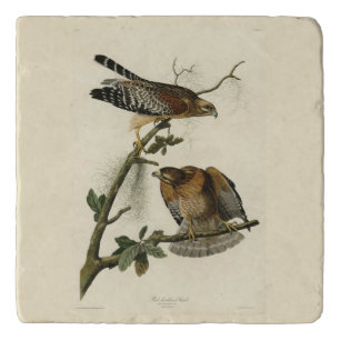 Red-shouldered Hawk - Audubon's Birds of America Trivet
