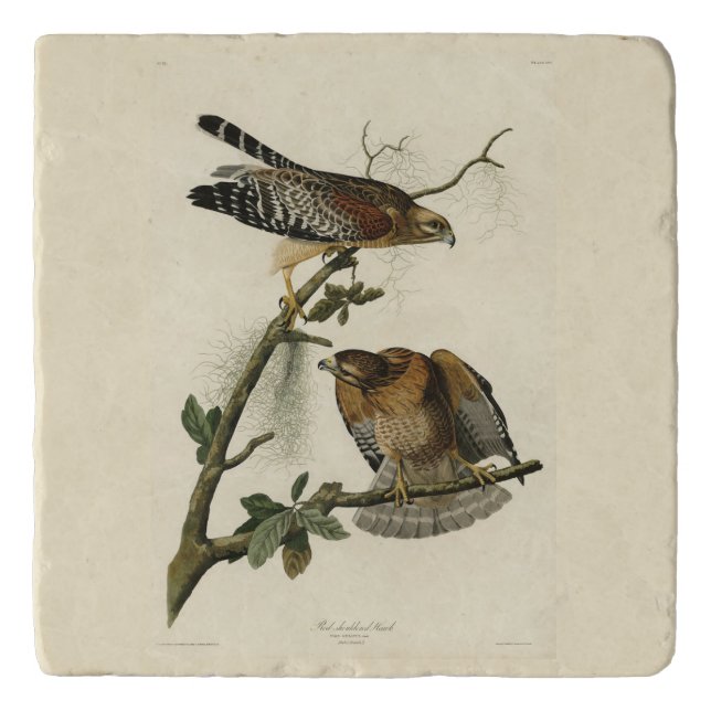 Red-shouldered Hawk - Audubon's Birds of America Trivet (Front)