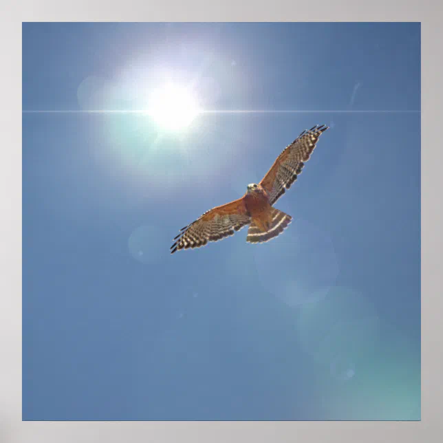 Red Shouldered Hawk Bright Sun Photographic Art Poster | Zazzle