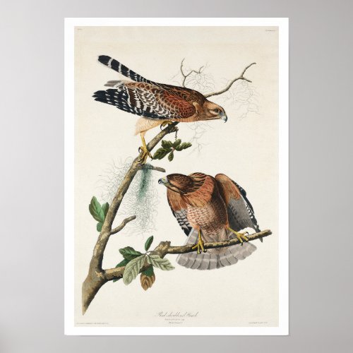 Red_shouldered Hawk by Audubon Poster