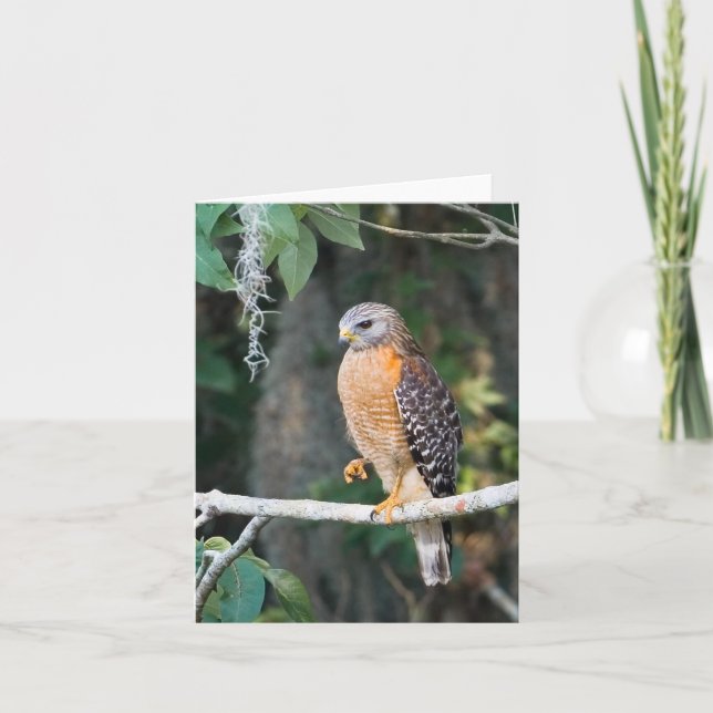 Red Shouldered Hawk Card (Front)