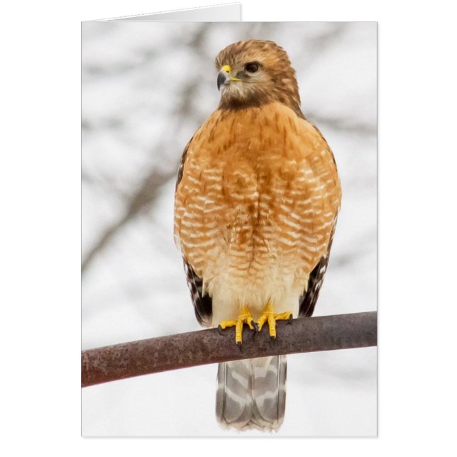 Red-Shouldered Hawk Cards (Front)