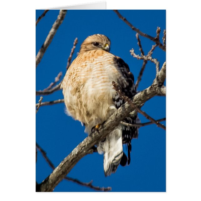 Red Shouldered Hawk Cards (Front)