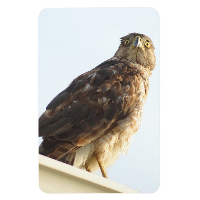 Red Shouldered Hawk Flexible Magnet (Vertical)