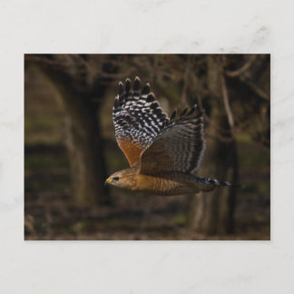 Red Shouldered Hawk Flying Postcard