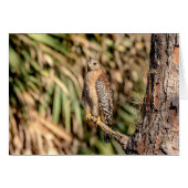Red Shouldered Hawk in a tree (Front Horizontal)