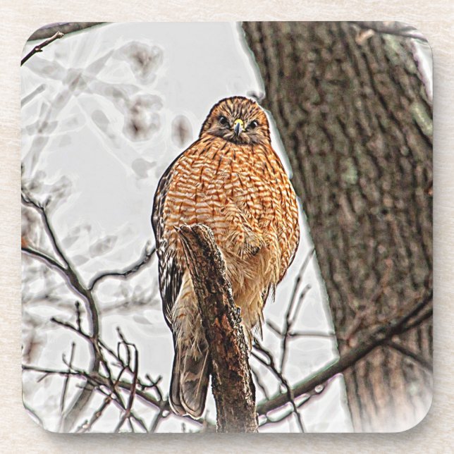 Red Shouldered Hawk in a tree Beverage Coaster (Front)