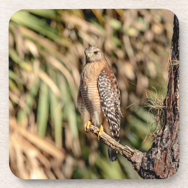 Red Shouldered Hawk in a tree Beverage Coaster (Front)