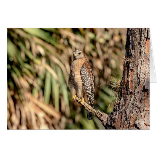 Red Shouldered Hawk in a tree Cards (Front Horizontal)