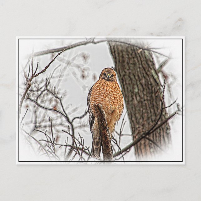 Red Shouldered Hawk in a tree Postcard (Front)