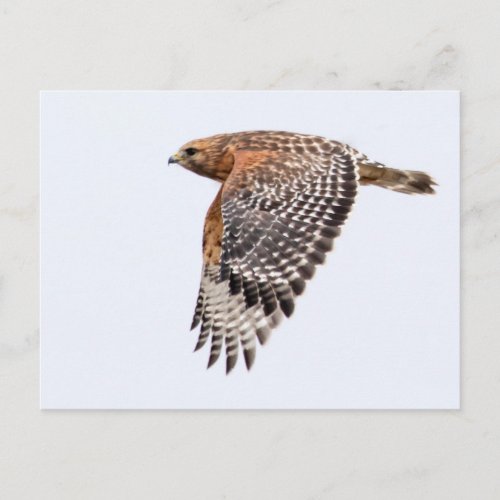 Red Shouldered Hawk in flight Postcard