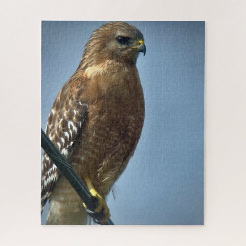 Red_shouldered Hawk Jigsaw Puzzle