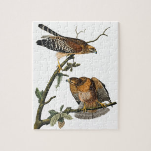 Red-shouldered Hawk Jigsaw Puzzle